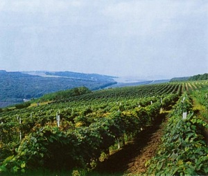Виноделие – самое любимое ремесло в древней и современной  Болгарии